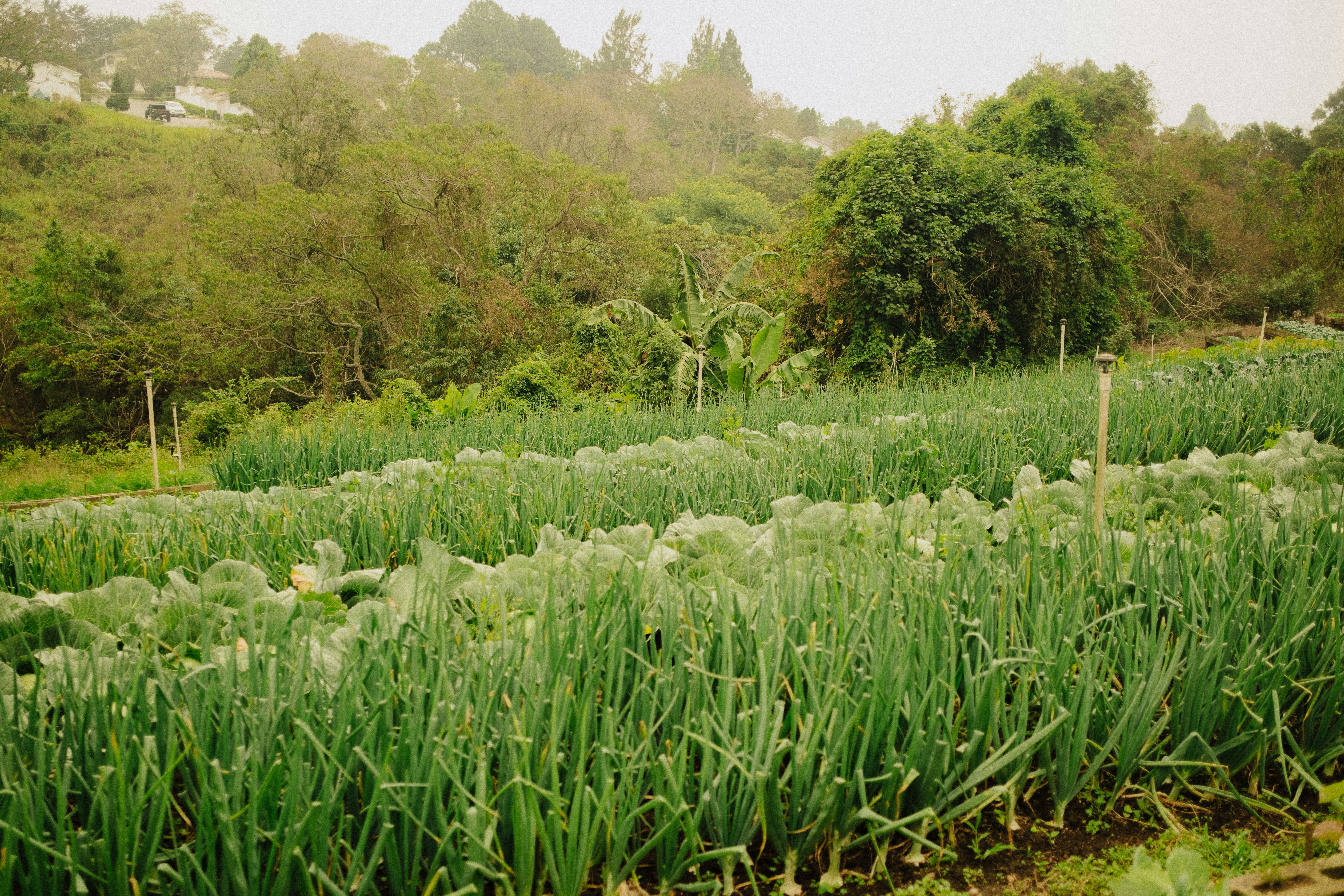 Sustainable Agriculture